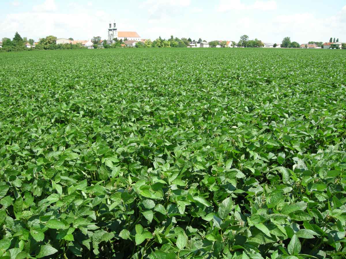 Bio Soja Anbau